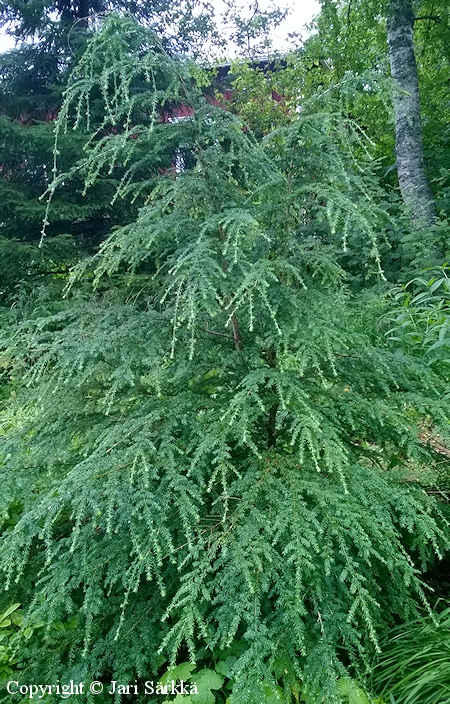 Tsuga heterophylla, lnnenhemlokki